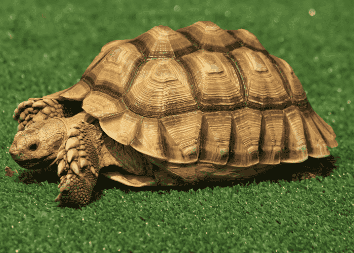 Sulcata Tortoise