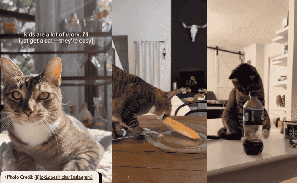 cat chaos