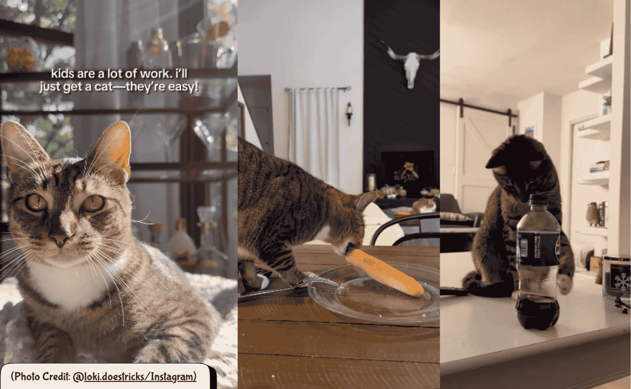 cat chaos