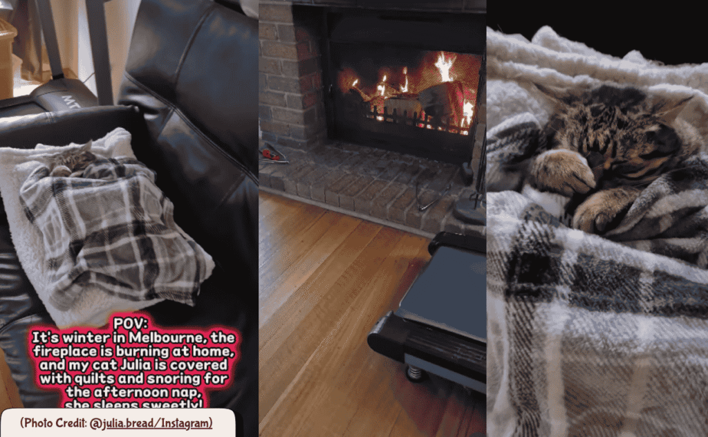 cosy cat in cold