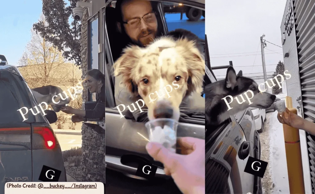 Pup Cup