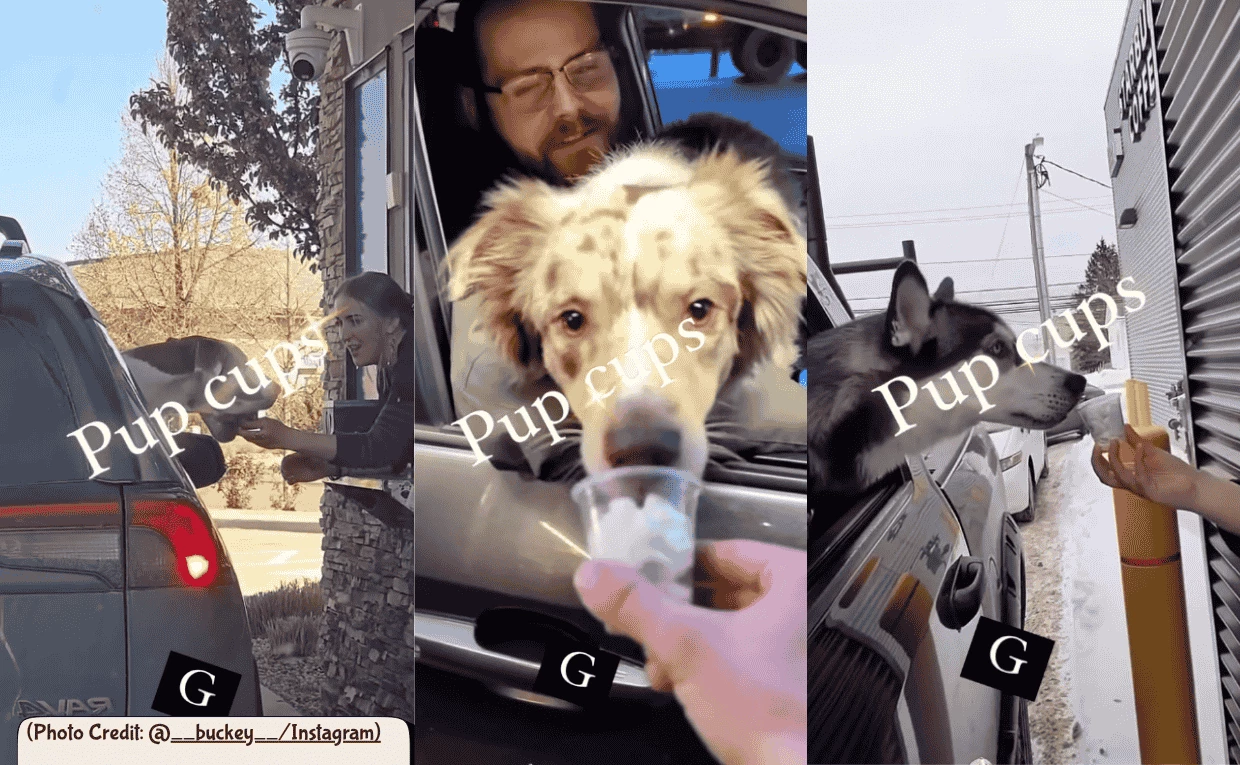 Pup Cup