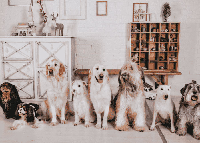 rescued dogs
