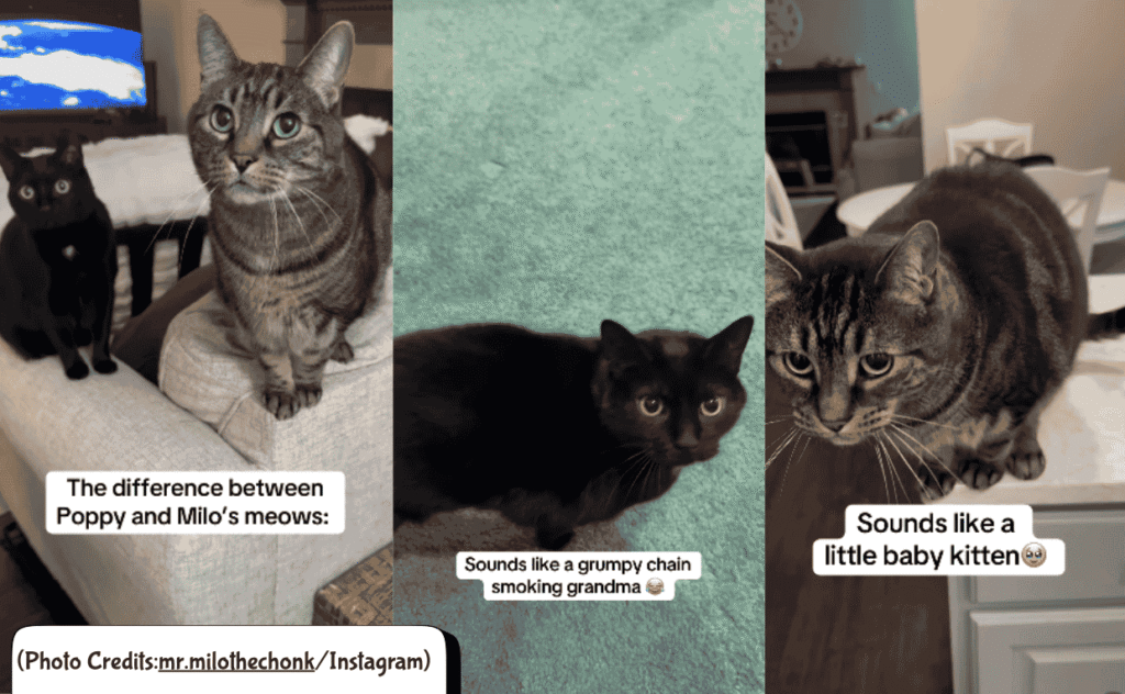 2 cats spek differently