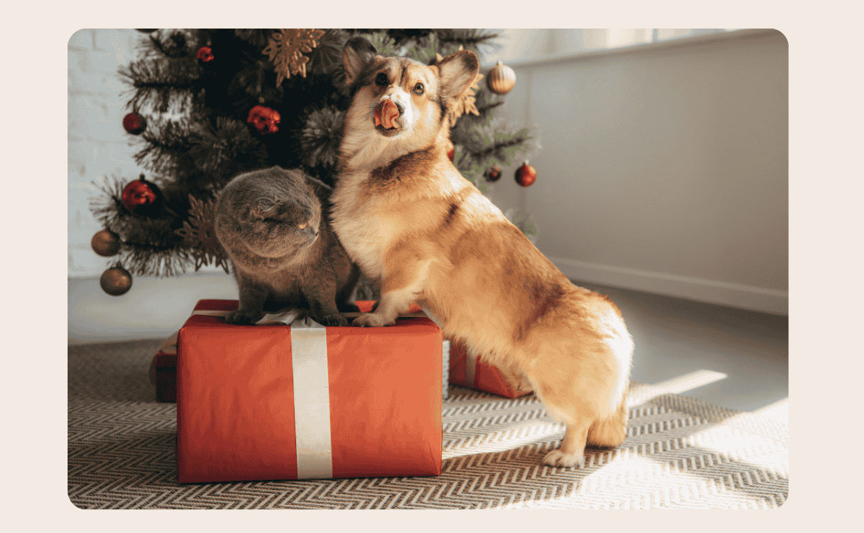 Christmas Gifts for Dogs