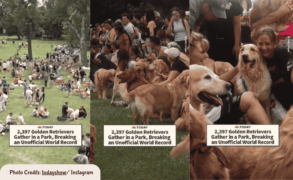 Golden Retrivers Festival
