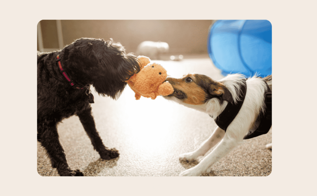 Pet Games