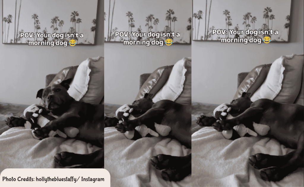 Staffy Sleepy Dog