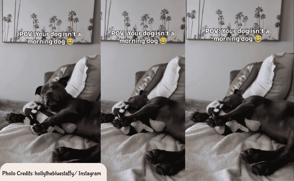 Staffy Sleepy Dog
