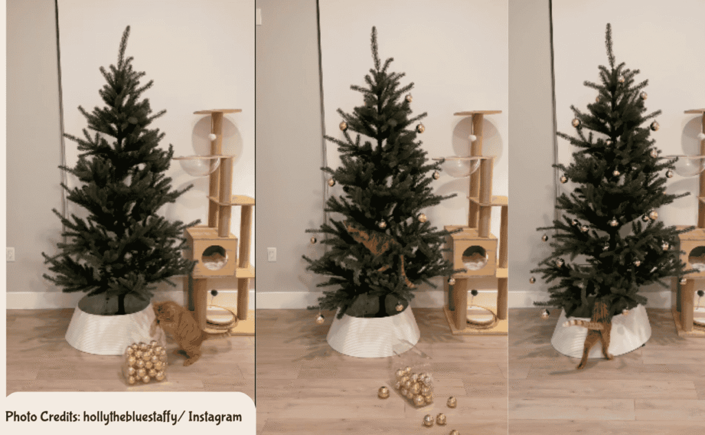 Curious Cat Climbs ober Christmas
