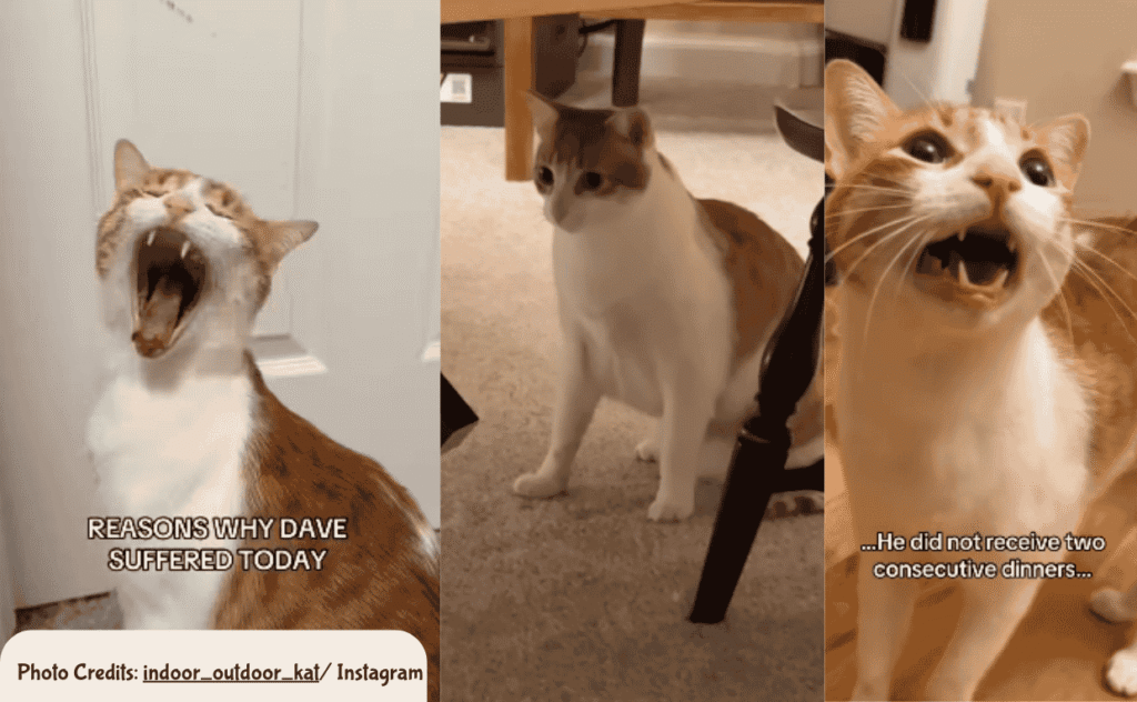 Dramatic Oange Cat