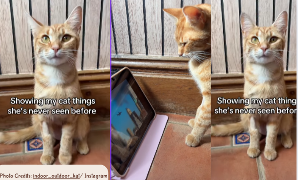 Cat Hillarious Reaction