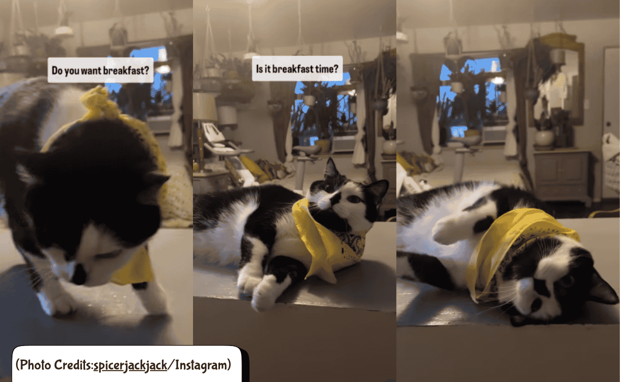 Cowboy Cat demands Food