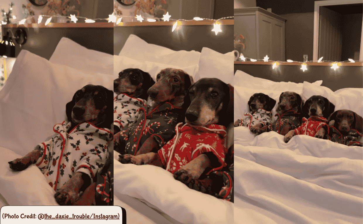 Dachshunds Melt Hearts in Cozy Christmas Pyjamas