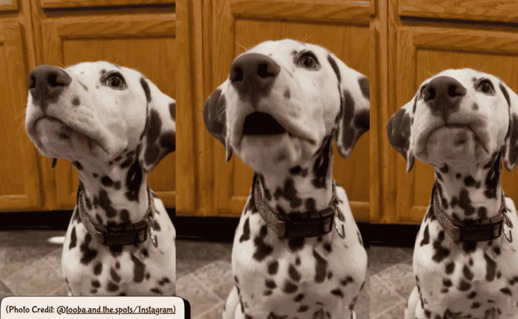 Dalmation eating in a funny way