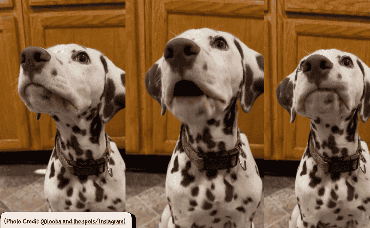 Dalmation eating in a funny way