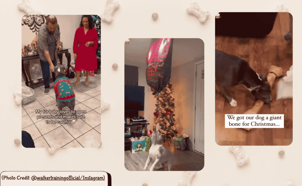 Dog Christmas Gifts