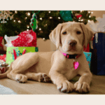 Dog Grooming for Christmas