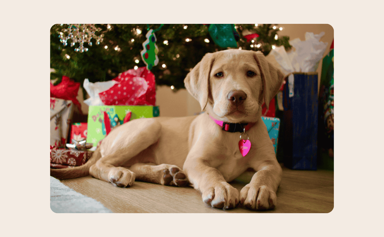 Dog Grooming for Christmas