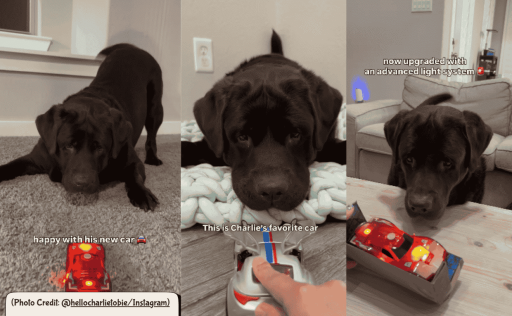 Dog Toy Car