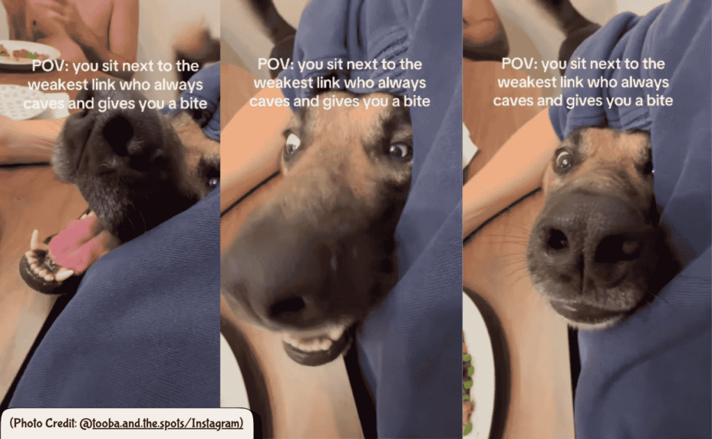 Dog and Food