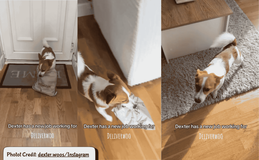 Dog takes Parcel