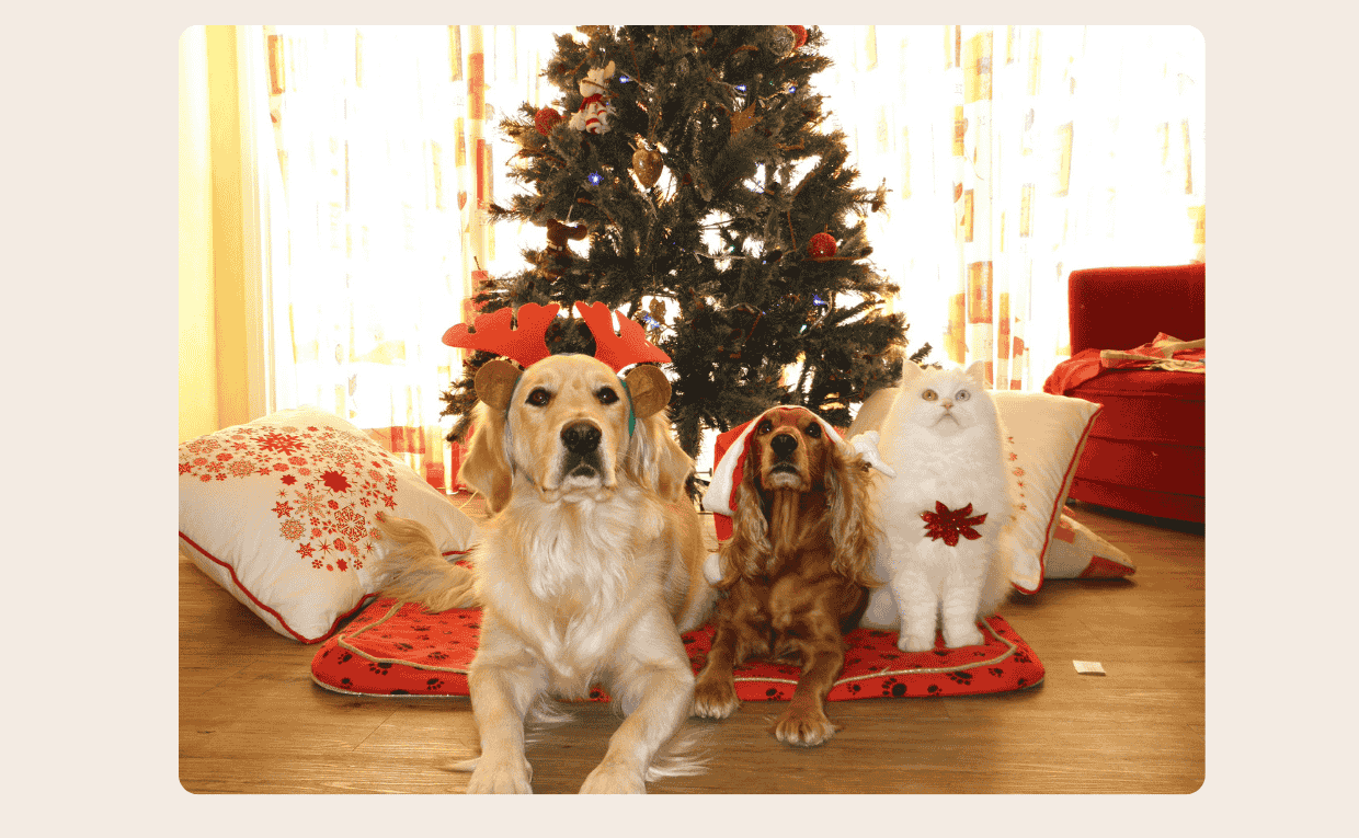 Dogs and Christmas