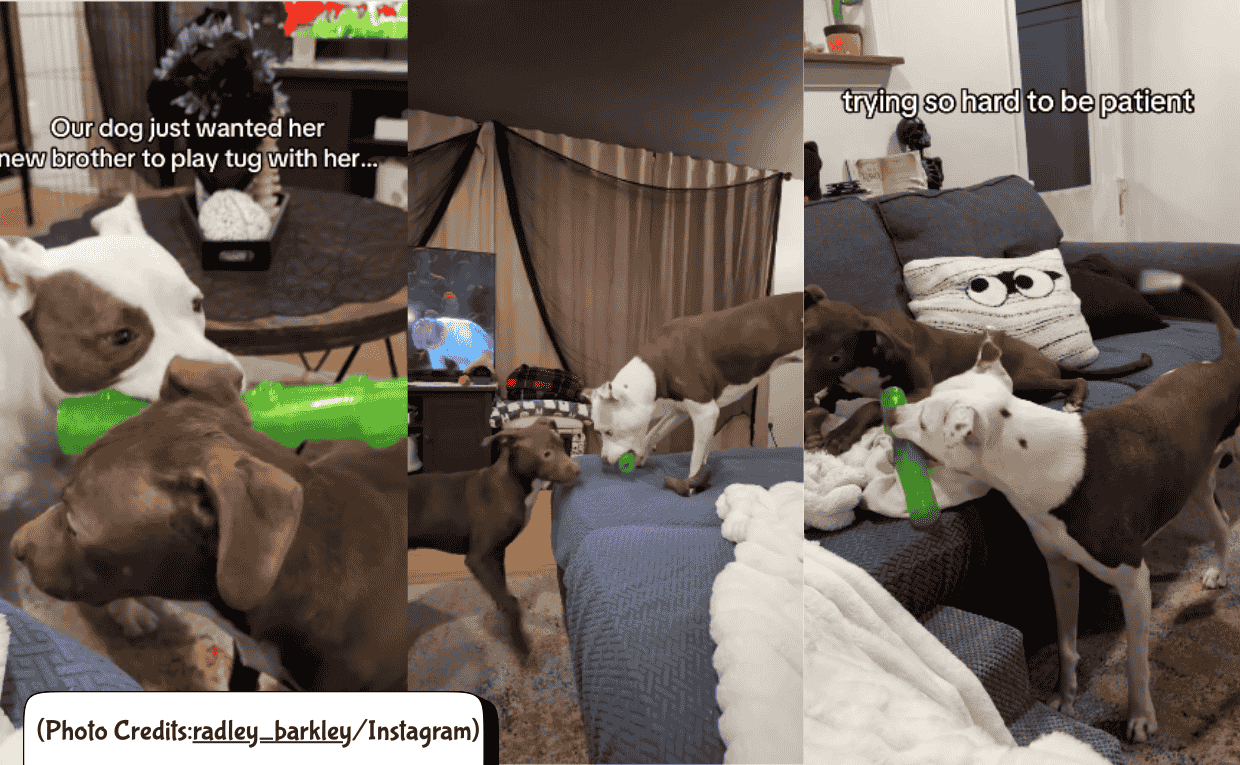 Dogs playing Tug of War