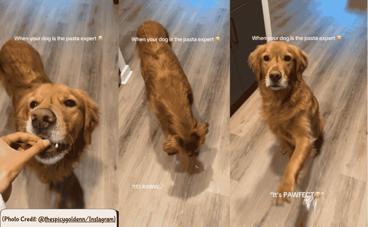 Golden retriver