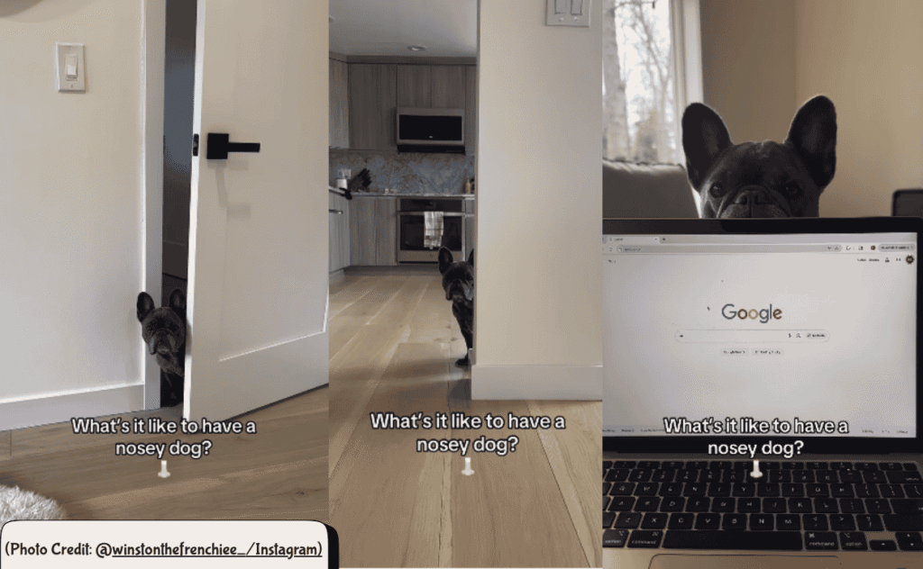 Nosy French Bulldog