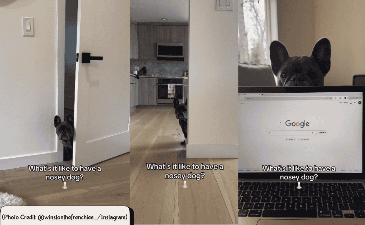 Nosy French Bulldog