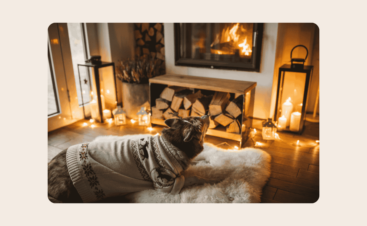 Pet Winter Essentials