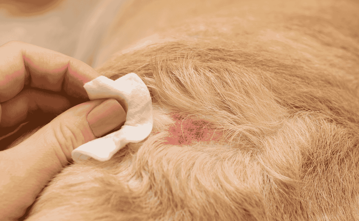 Winter Allergies in Pets