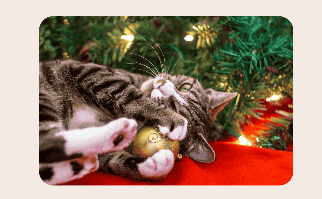 cats and Christmas Tree