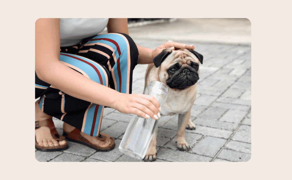 Heatstroke in Pets