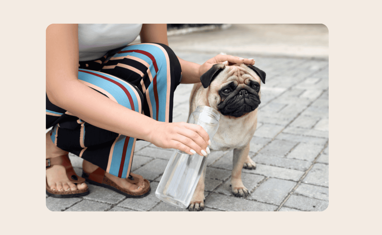 Heatstroke in Pets