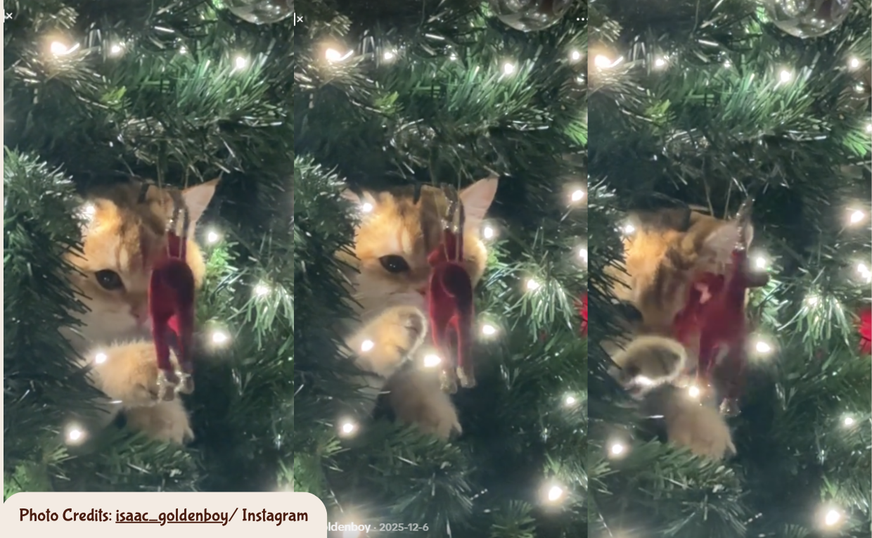 Cat Playing with Christmas Tree