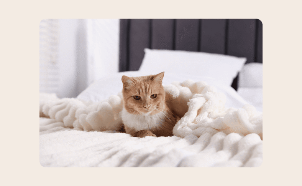 Cat in quilt