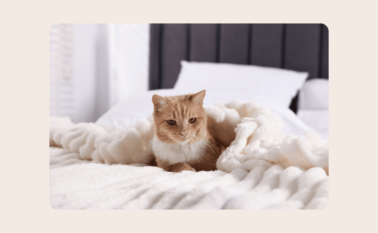 Cat in quilt