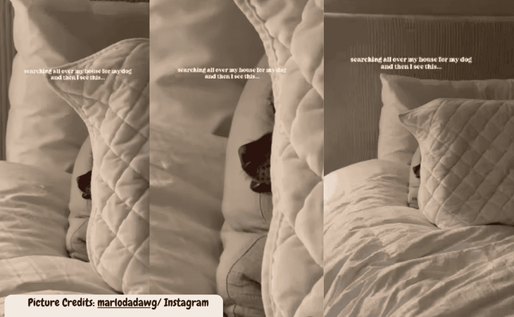Dog hiding in bed