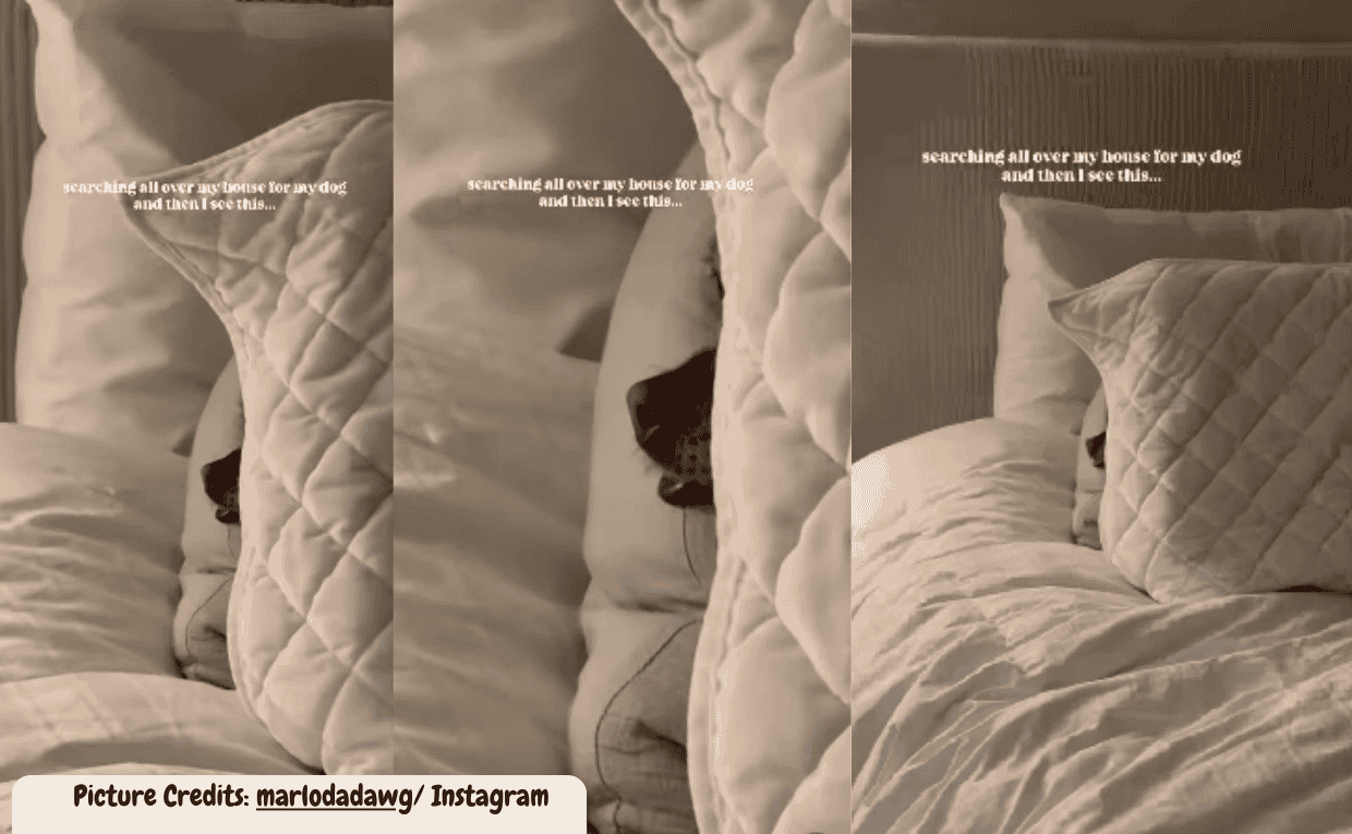 Dog hiding in bed