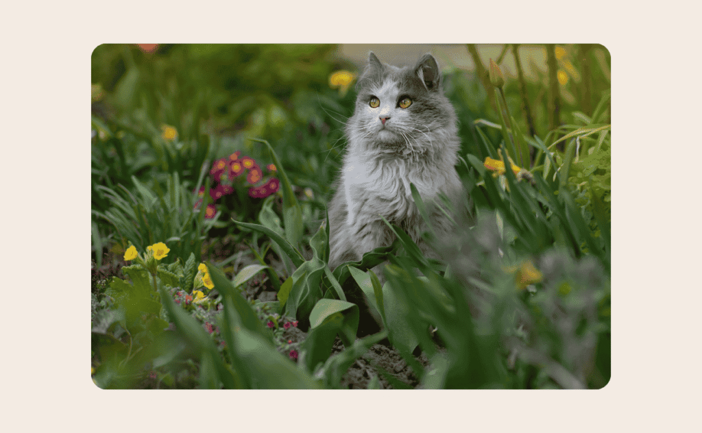 Cat Holding Flower