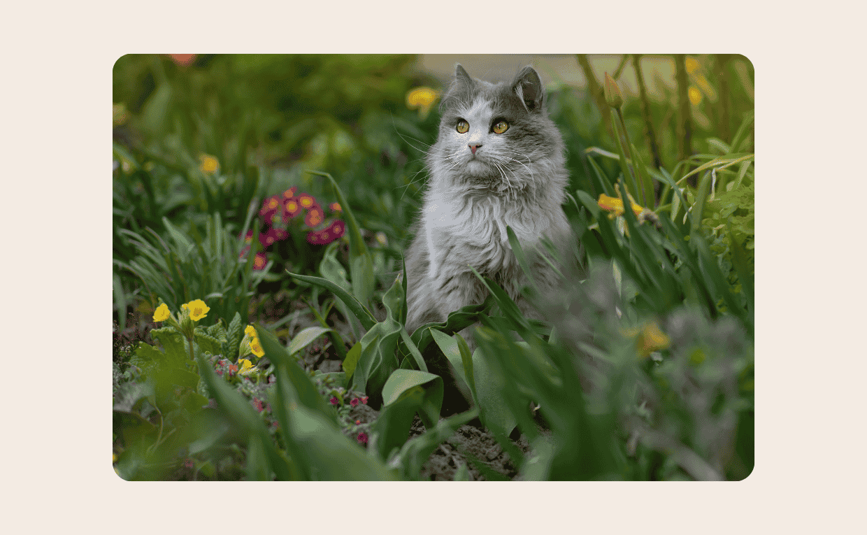 Cat Holding Flower