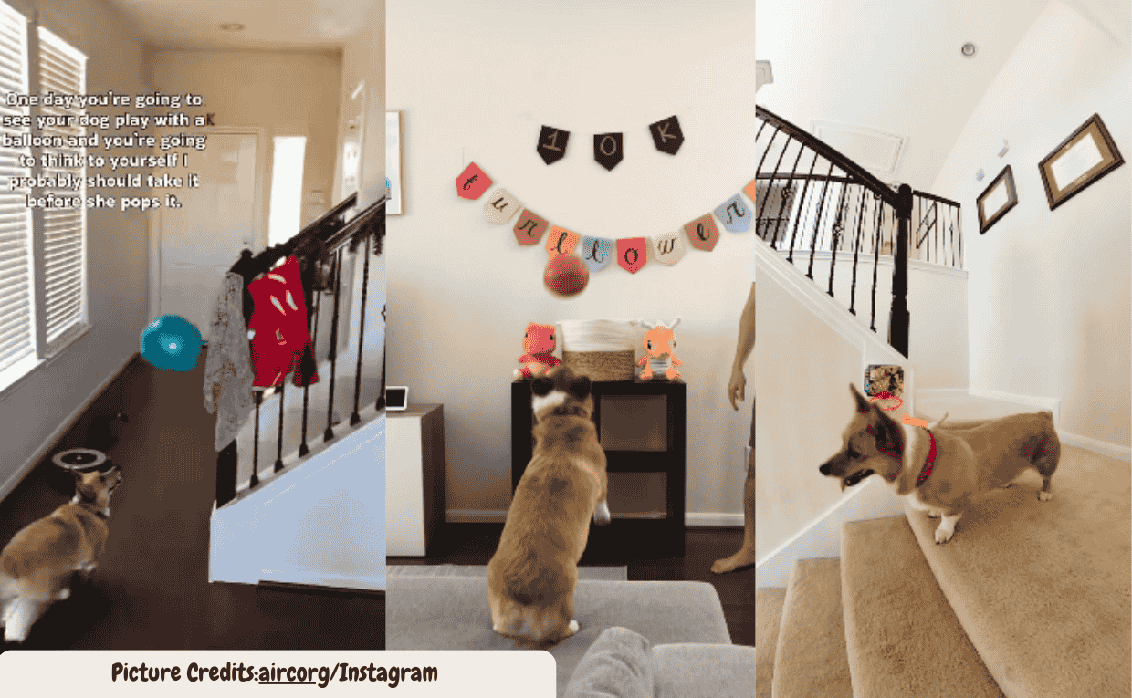 Corgi’s Balloon Game Turns Into Incredible Trick
