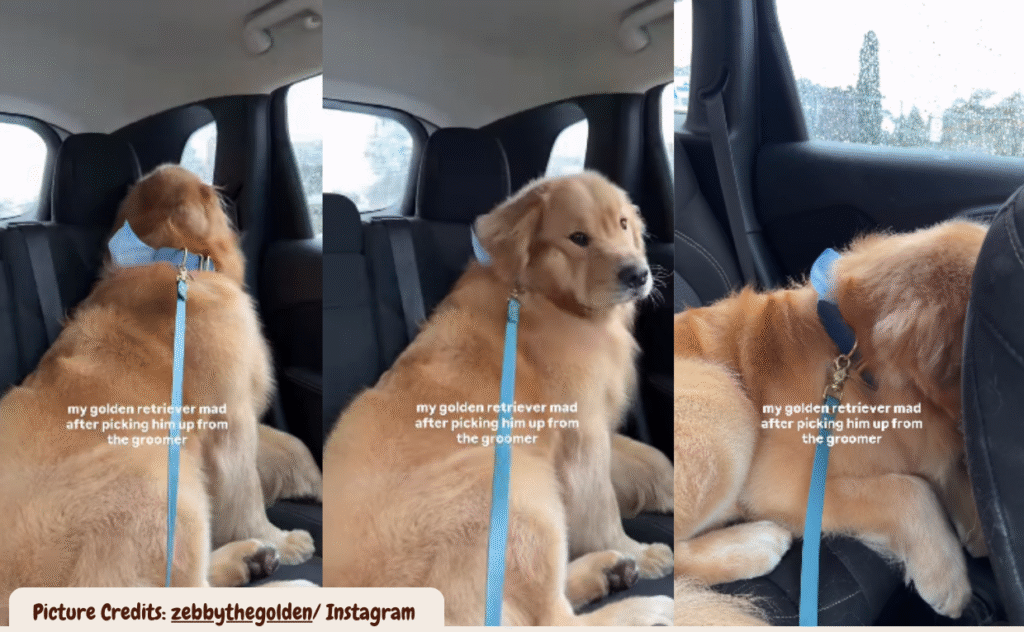 Golden Retriver mad at owner after grooming session