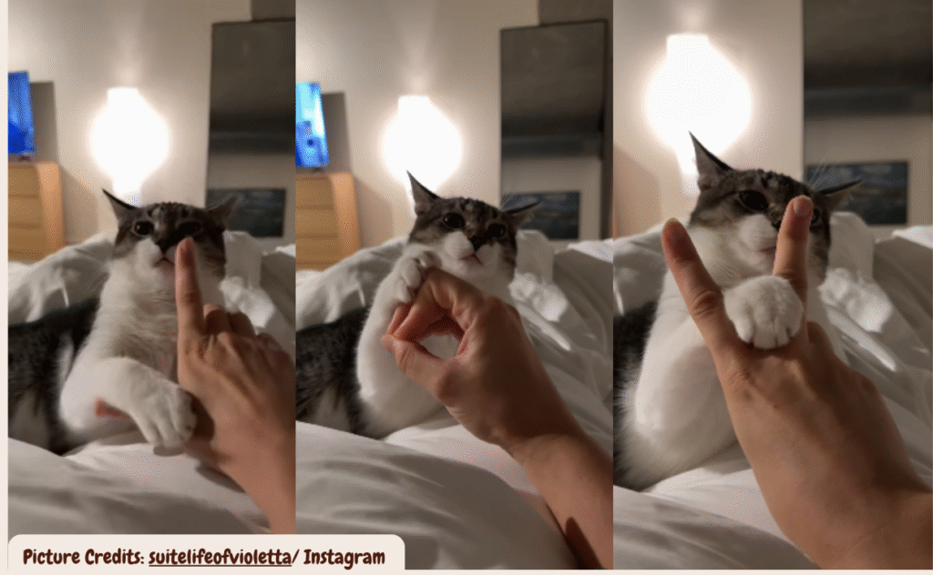 Cat does viral Instagram trend with owner
