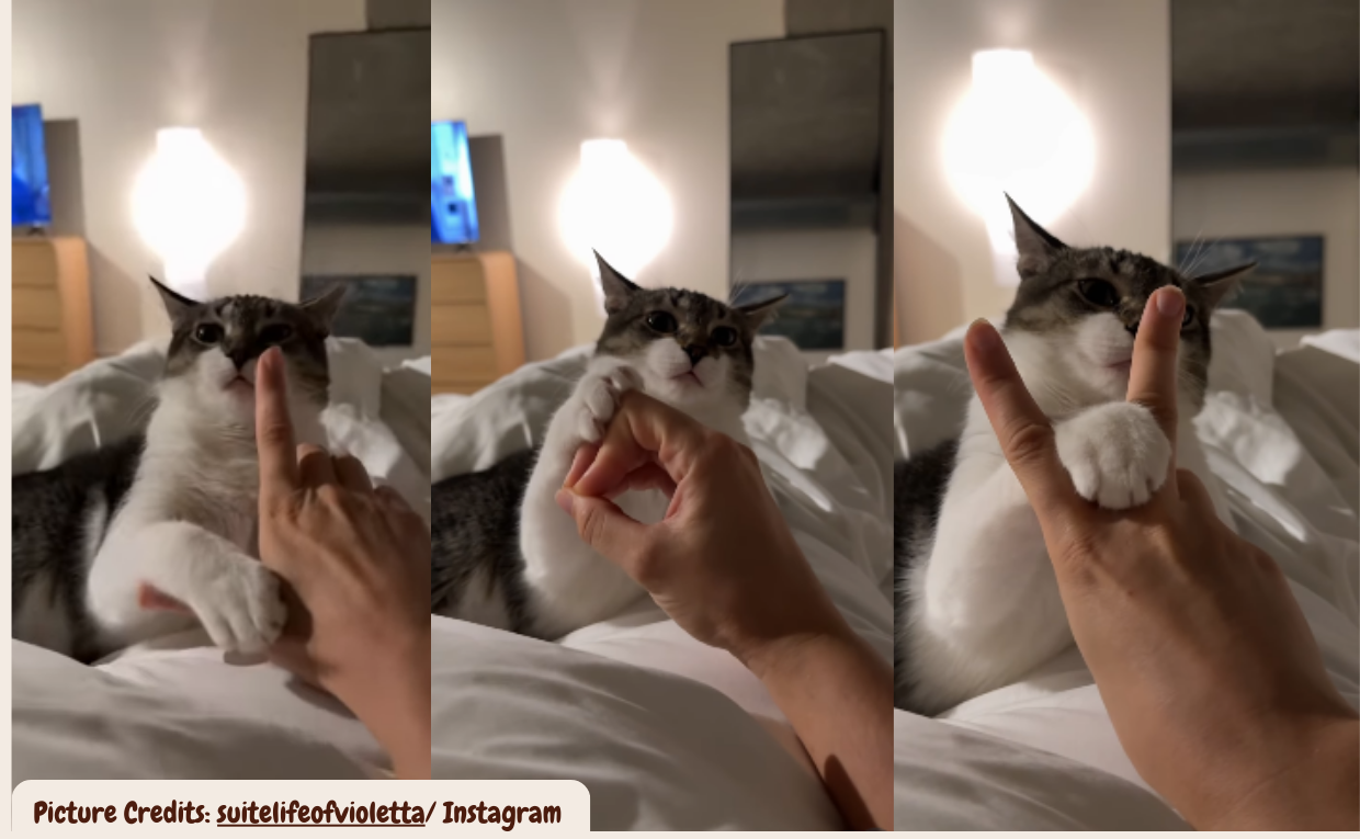 Cat does viral Instagram trend with owner