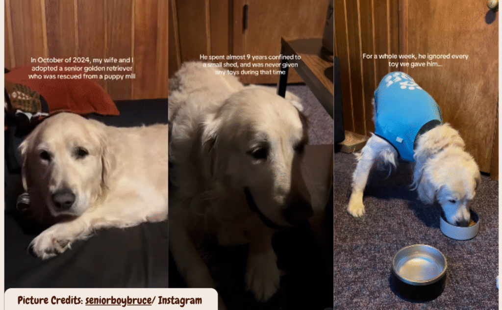 Senior Rescure Dog