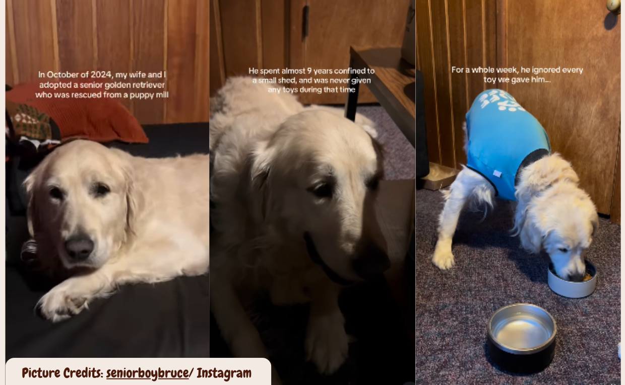 Senior Rescure Dog