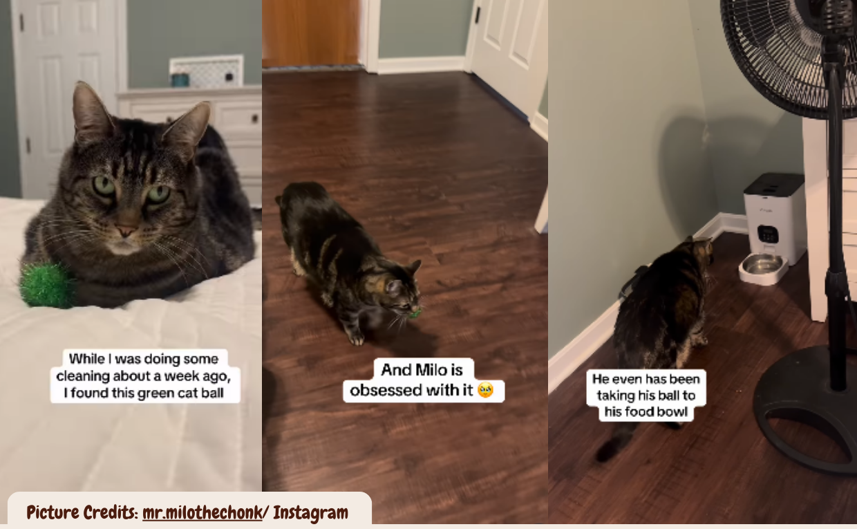 Cat Becomes Completely Devoted to a Tiny Green Ball